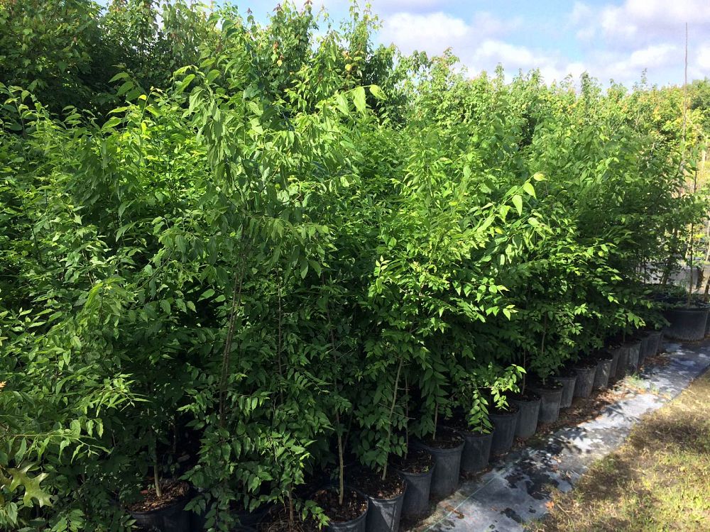 celtis-laevigata-sugarberry