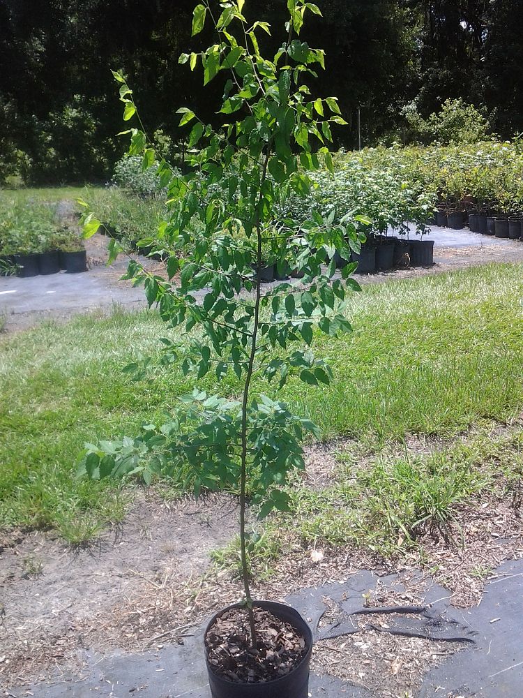 celtis-laevigata-sugarberry