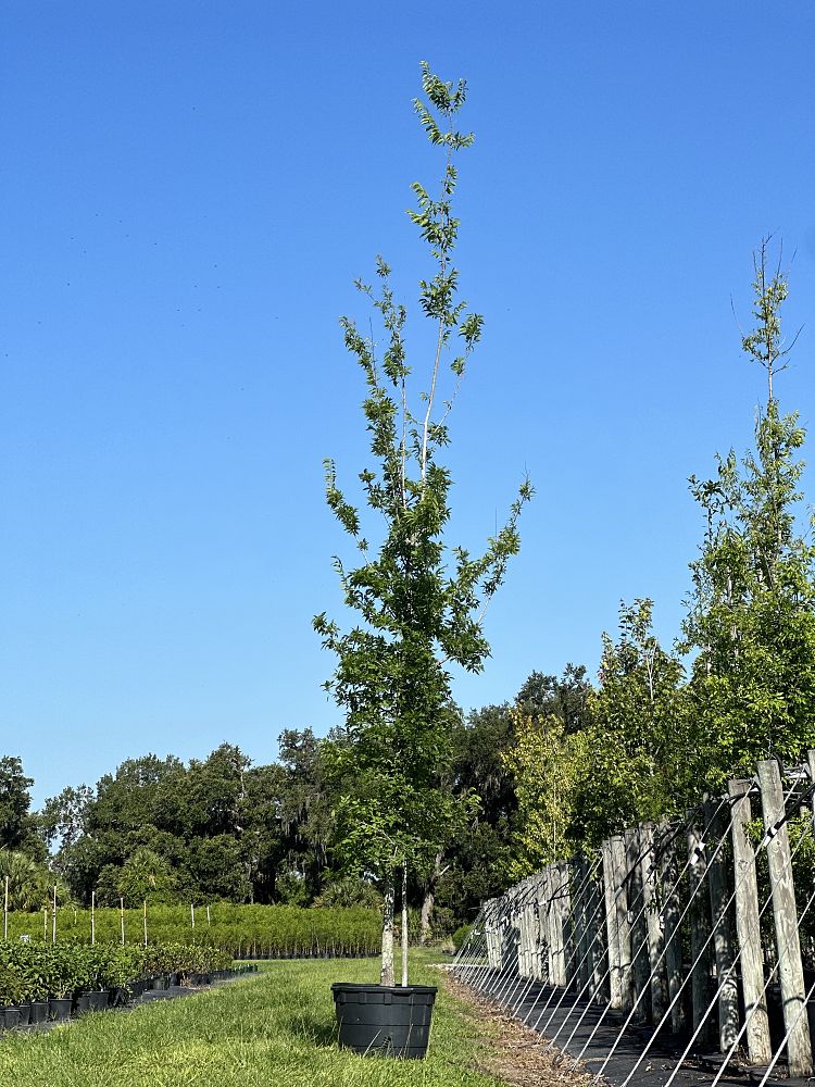 celtis-laevigata-sugarberry