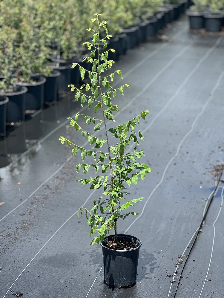 celtis-laevigata-sugarberry