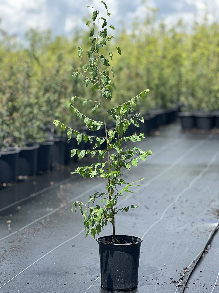 celtis-laevigata-sugarberry