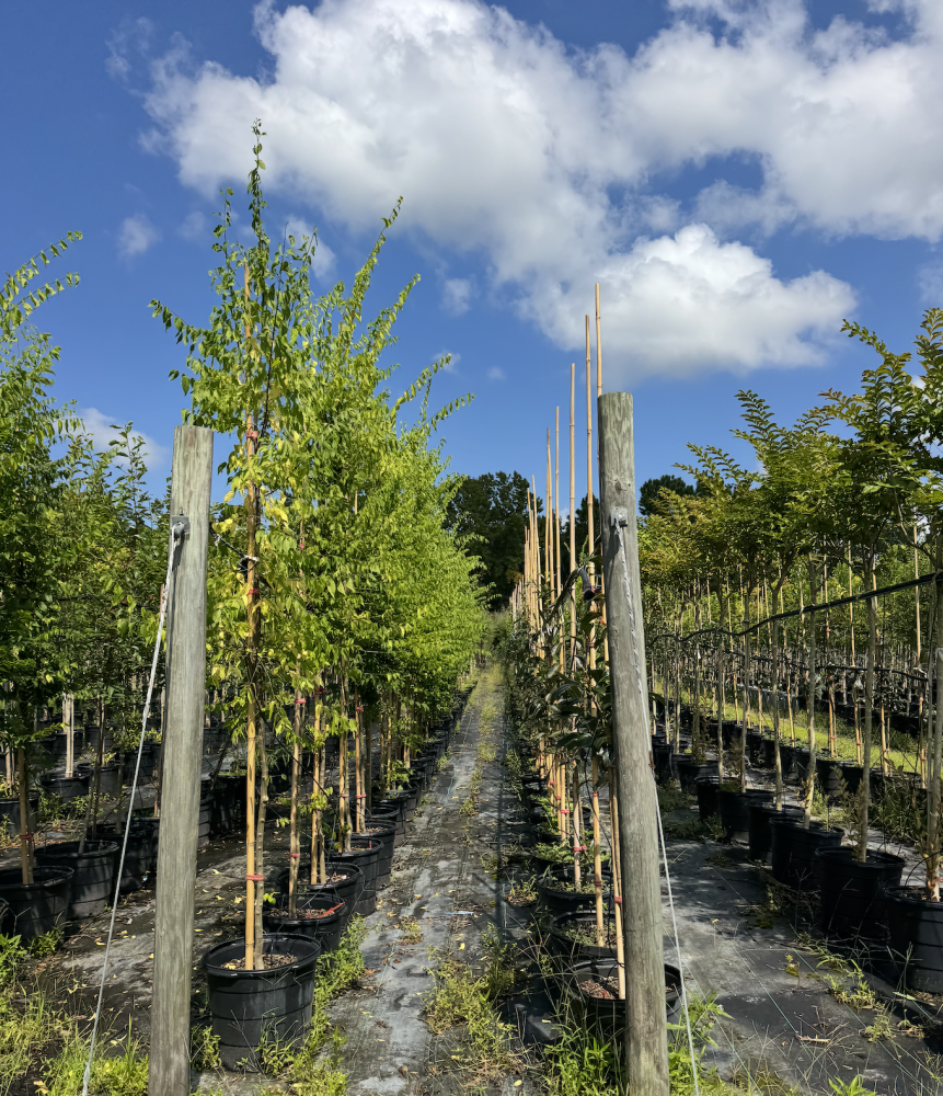 celtis-laevigata-sugarberry