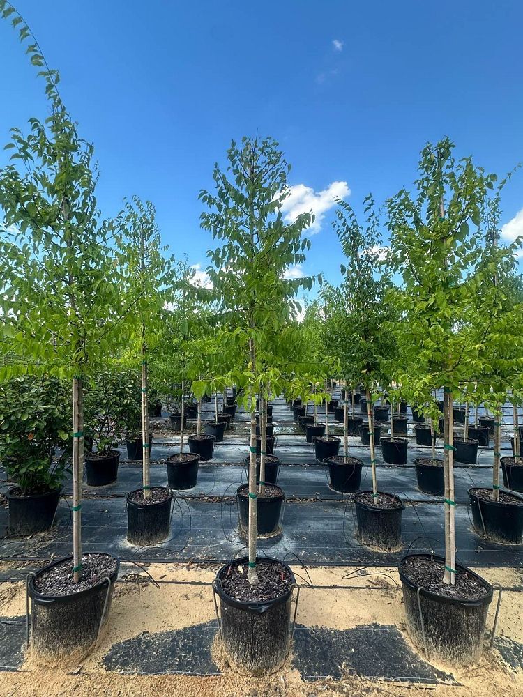 celtis-occidentalis-delta-american-hackberry-common-hackberry