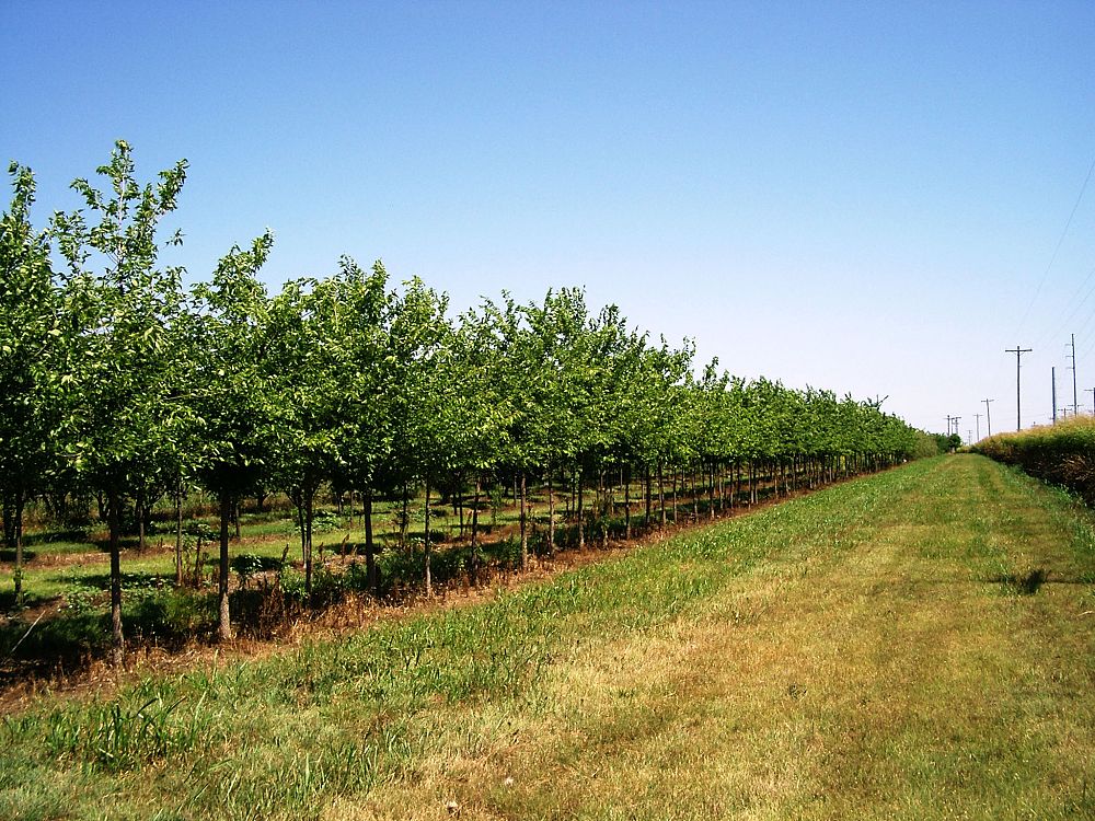 celtis-occidentalis-hackberry