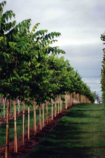 celtis-occidentalis-hackberry