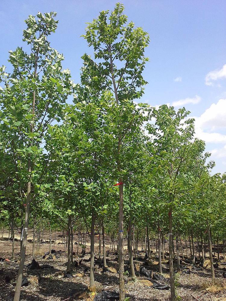 celtis-occidentalis-hackberry