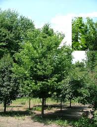 celtis-occidentalis-hackberry