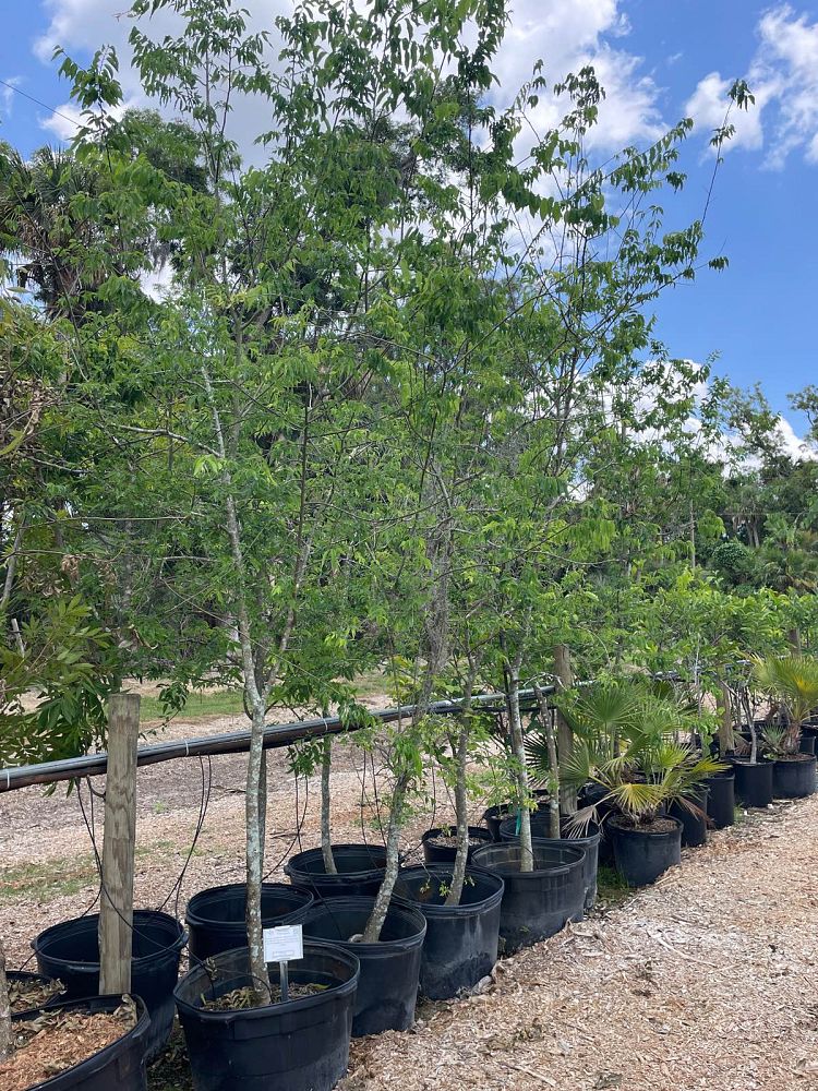 celtis-occidentalis-hackberry