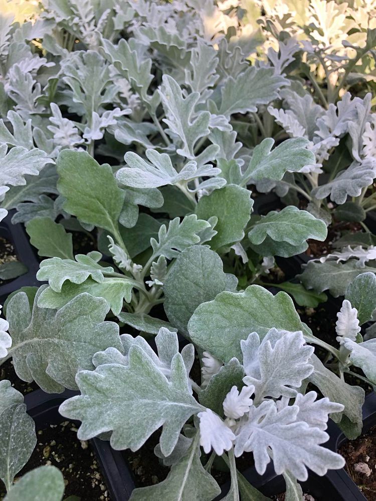 centaurea-cineraria-dusty-miller