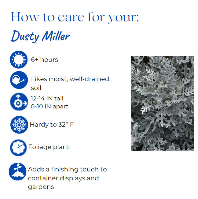 centaurea-cineraria-silver-dust-dusty-miller