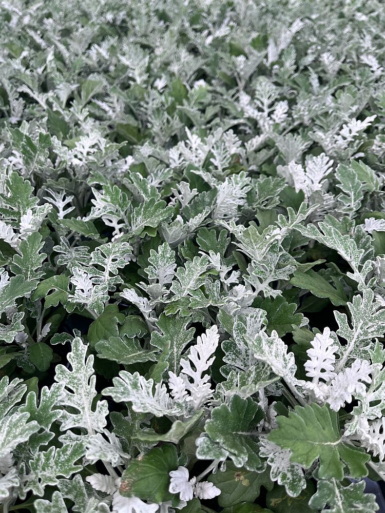 centaurea-cineraria-silver-dust-dusty-miller
