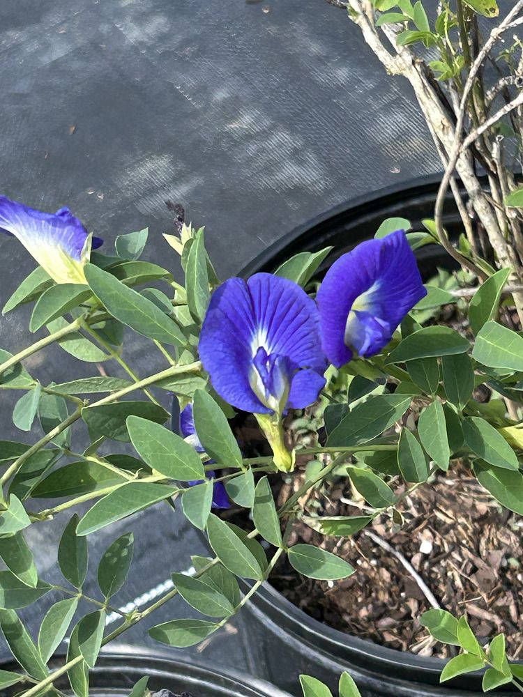 centrosema-butterfly-pea