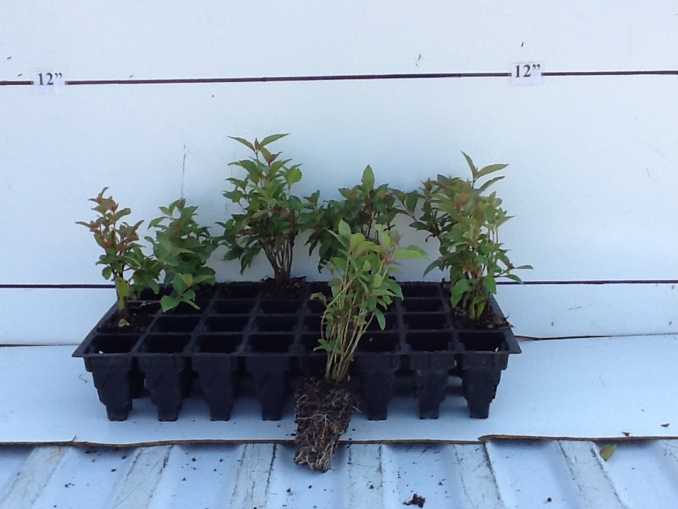 cephalanthus-occidentalis-buttonbush