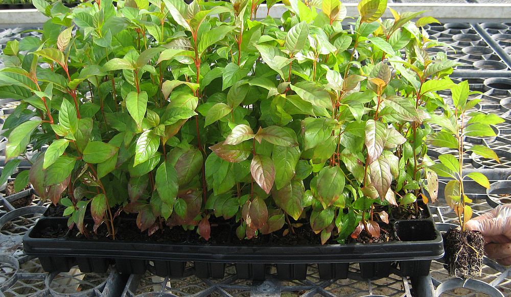 cephalanthus-occidentalis-buttonbush