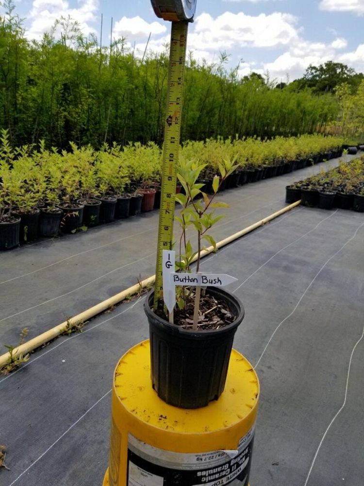 cephalanthus-occidentalis-buttonbush