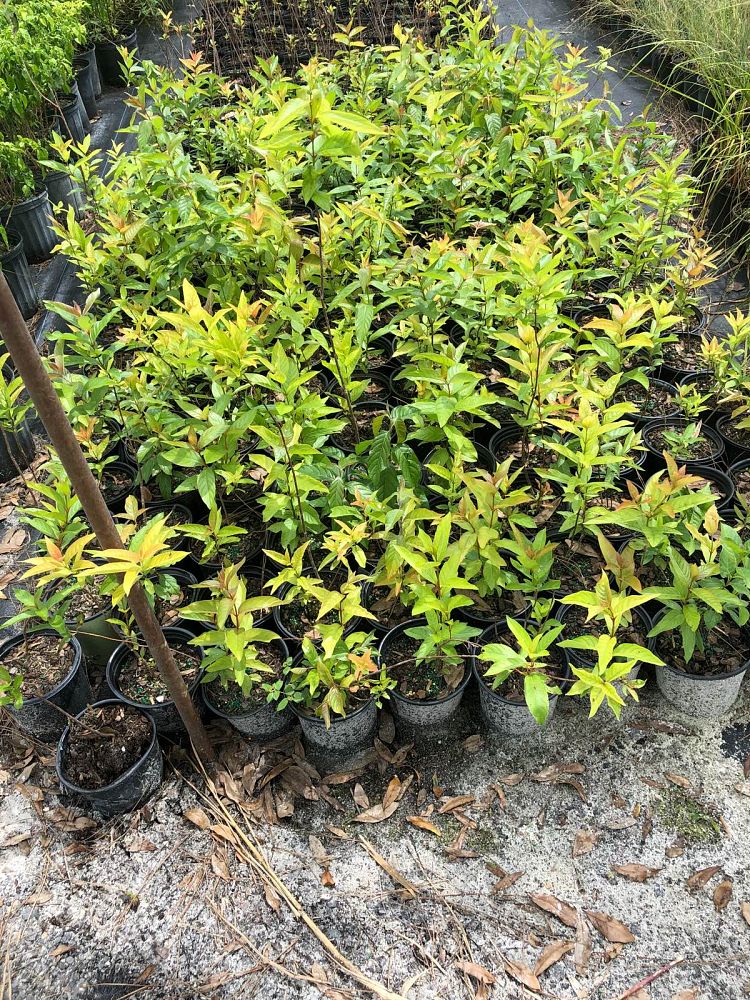 cephalanthus-occidentalis-buttonbush