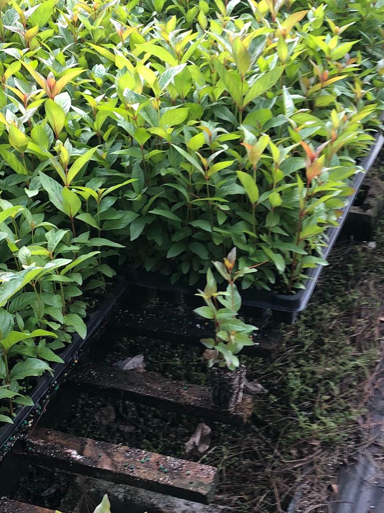 cephalanthus-occidentalis-buttonbush