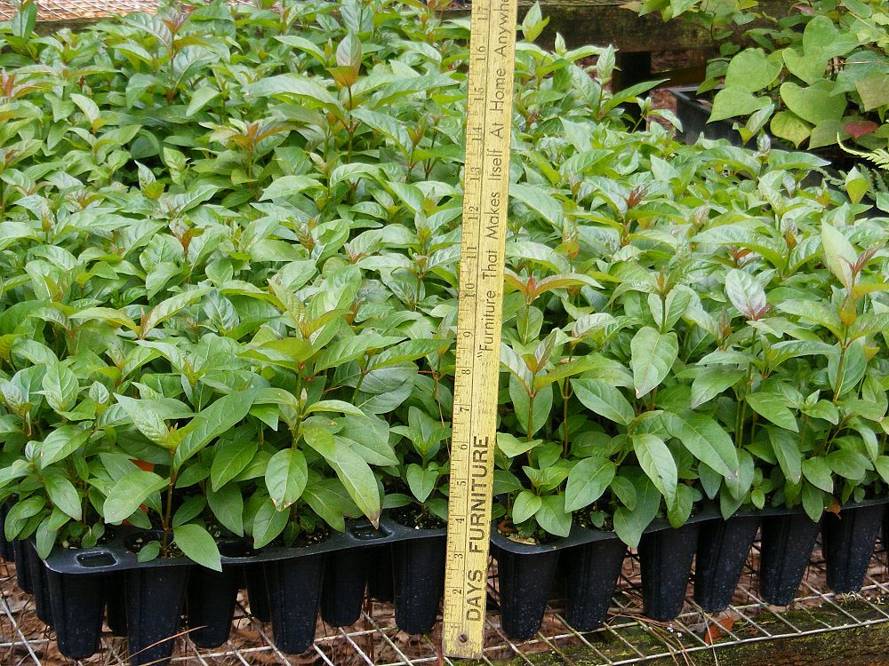 cephalanthus-occidentalis-buttonbush