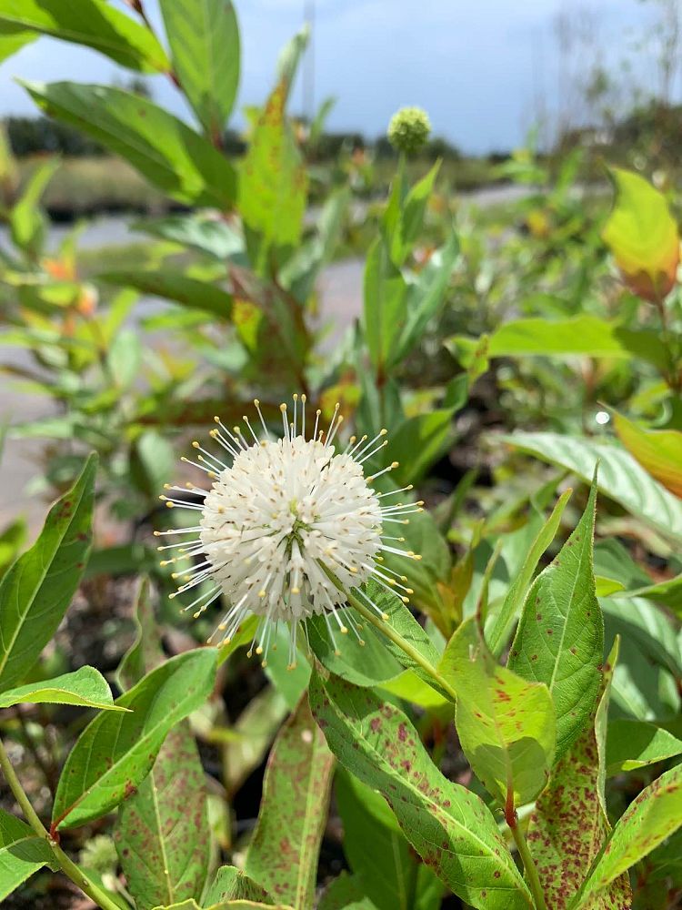 cephalanthus-occidentalis-buttonbush