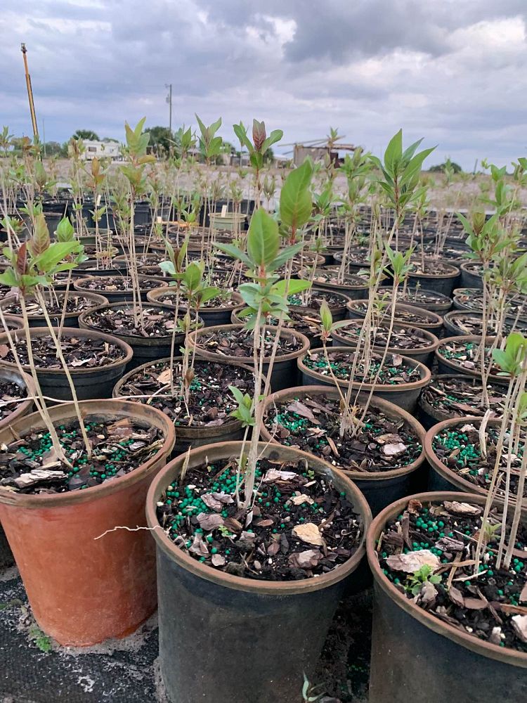 cephalanthus-occidentalis-buttonbush