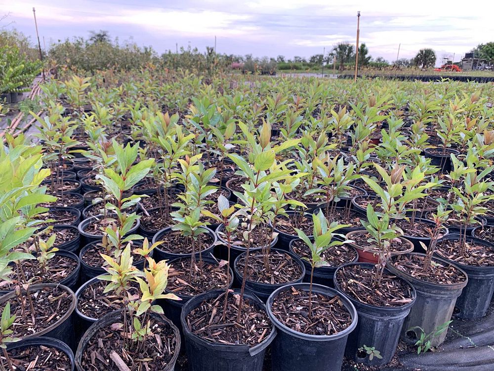 cephalanthus-occidentalis-buttonbush