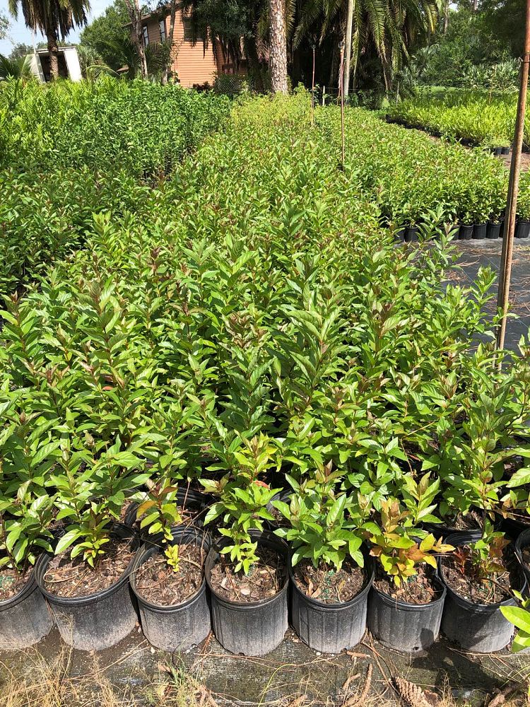 cephalanthus-occidentalis-buttonbush