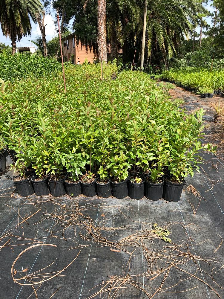 cephalanthus-occidentalis-buttonbush