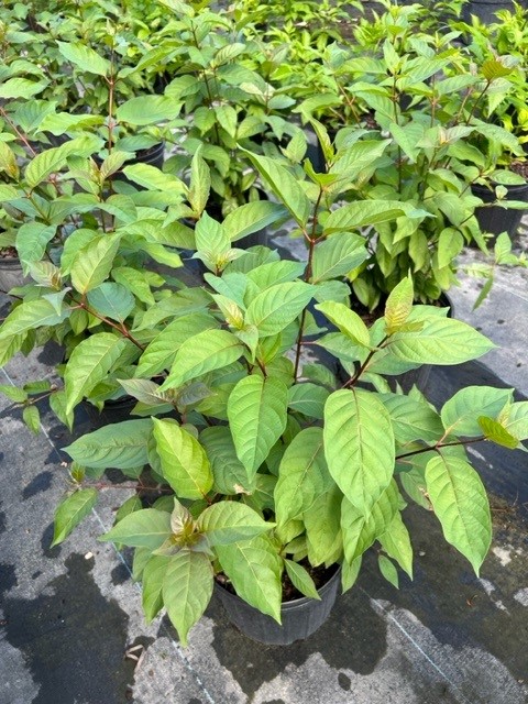 cephalanthus-occidentalis-buttonbush