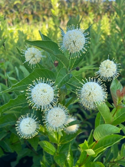 cephalanthus-occidentalis-buttonbush