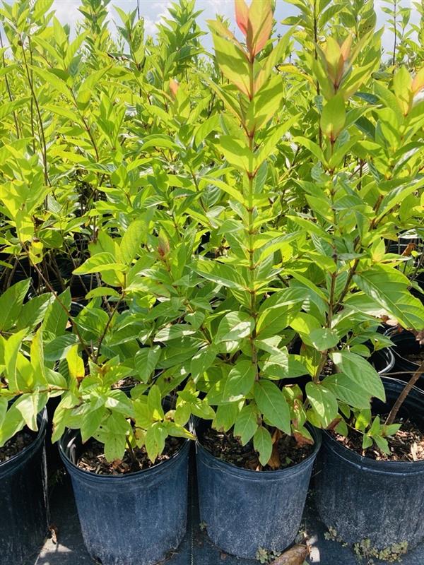cephalanthus-occidentalis-buttonbush