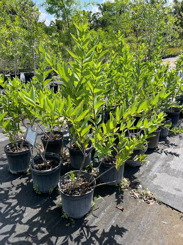 cephalanthus-occidentalis-buttonbush