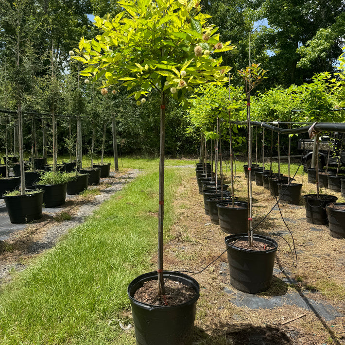 cephalanthus-occidentalis-buttonbush
