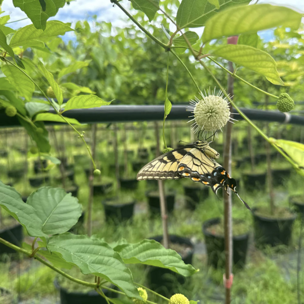 cephalanthus-occidentalis-buttonbush