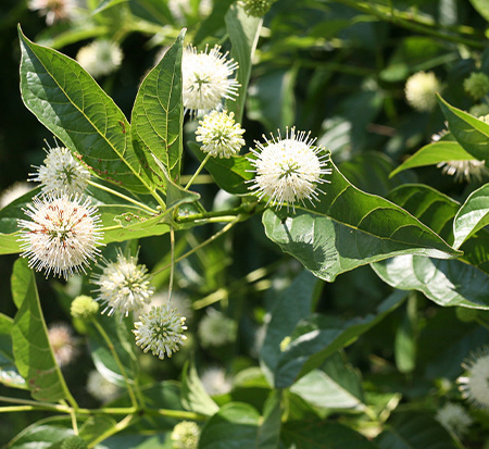 cephalanthus-occidentalis-smcoss-sugar-shack-reg-buttonbush