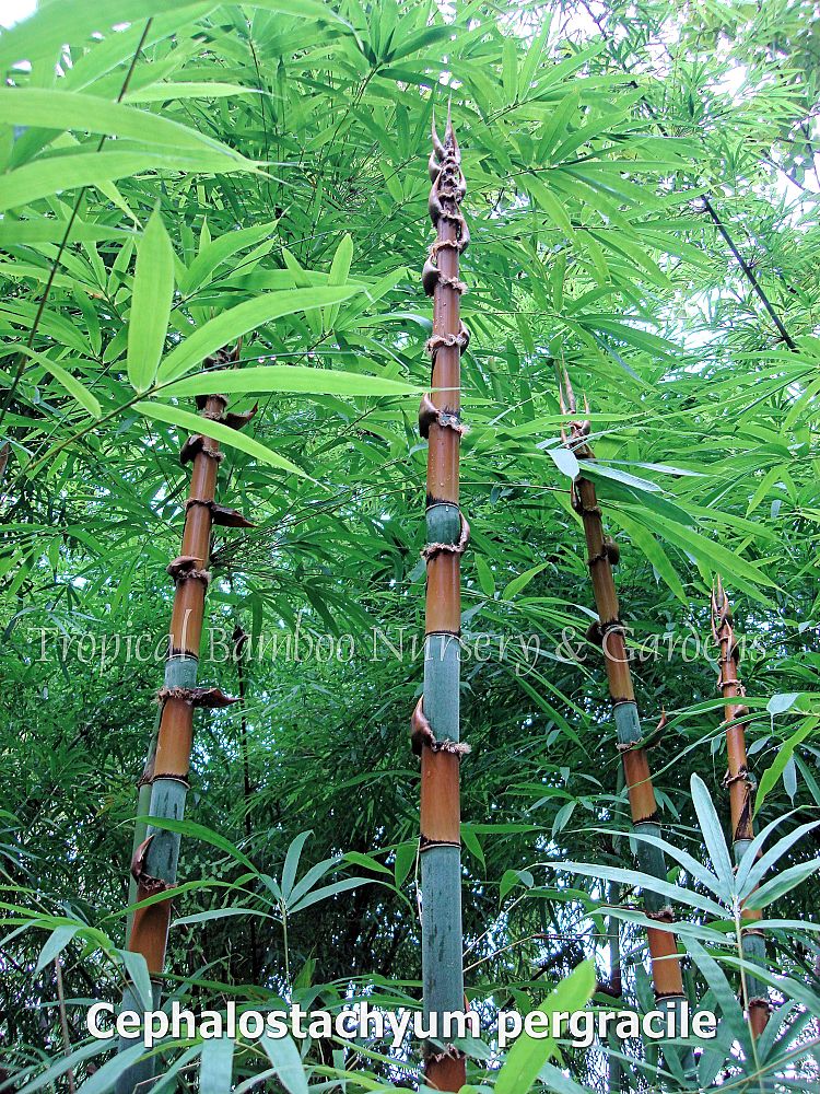Tropical Bamboo Nursery & Gardens