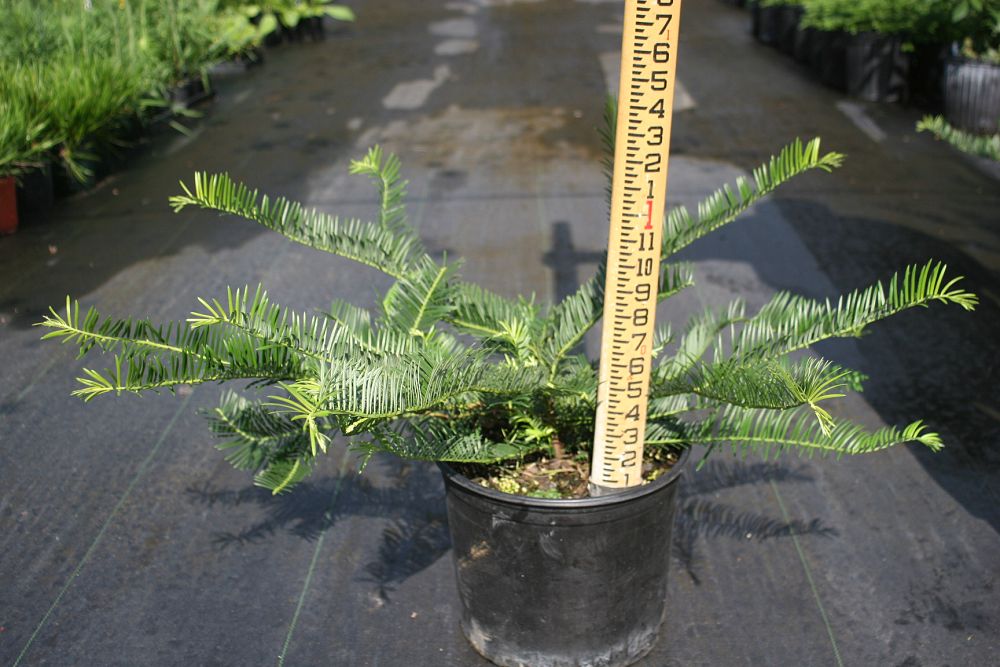 cephalotaxus-harringtonia-drupacea-japanese-plum-yew