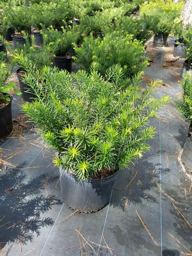 cephalotaxus-harringtonia-drupacea-japanese-plum-yew
