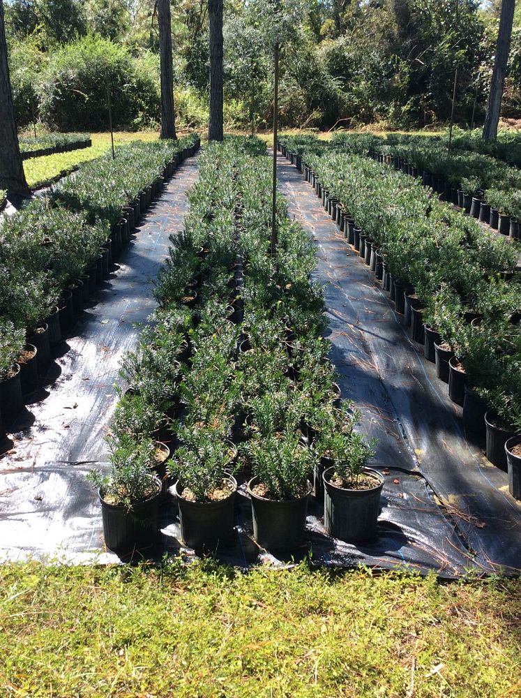 cephalotaxus-harringtonia-drupacea-japanese-plum-yew