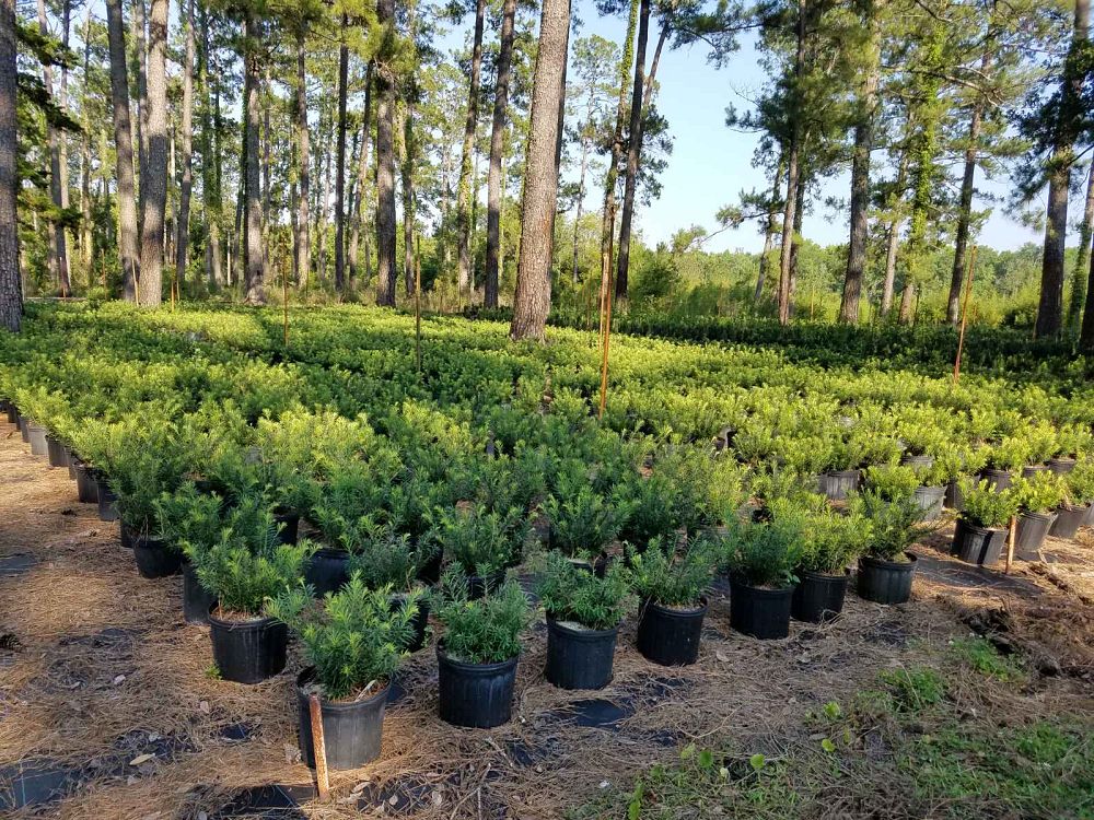 cephalotaxus-harringtonia-drupacea-japanese-plum-yew