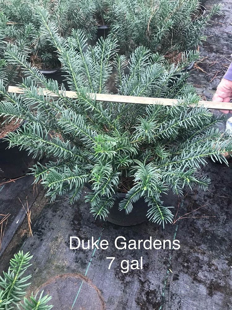cephalotaxus-harringtonia-drupacea-japanese-plum-yew