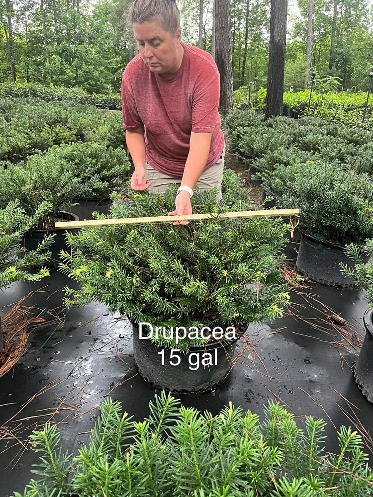 cephalotaxus-harringtonia-drupacea-japanese-plum-yew