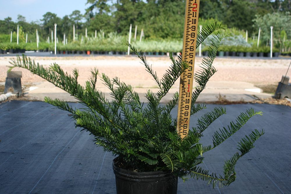 cephalotaxus-harringtonia-duke-gardens-japanese-plum-yew