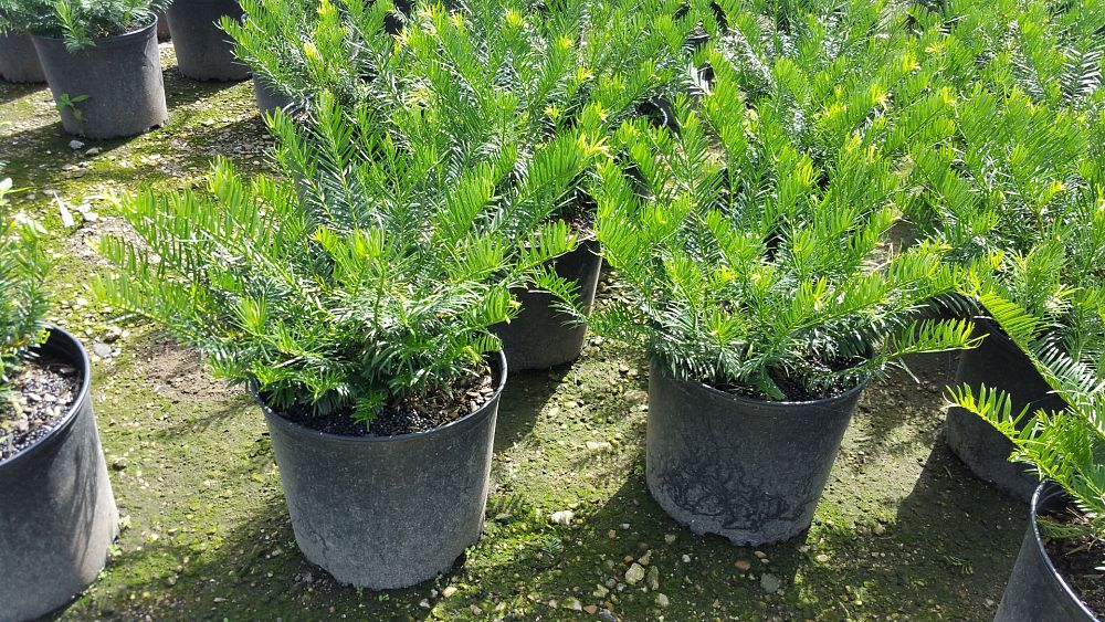 cephalotaxus-harringtonia-duke-gardens-japanese-plum-yew