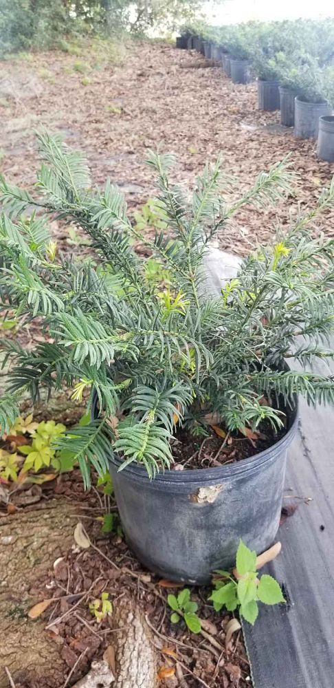 cephalotaxus-harringtonia-duke-gardens-japanese-plum-yew