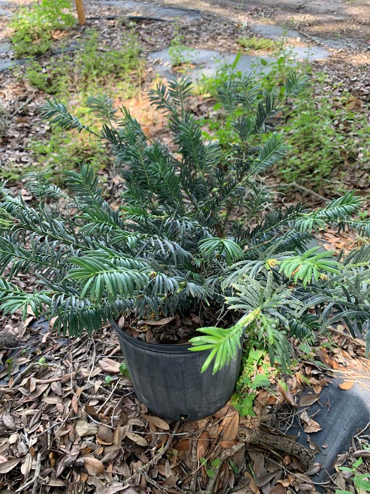 cephalotaxus-harringtonia-duke-gardens-japanese-plum-yew