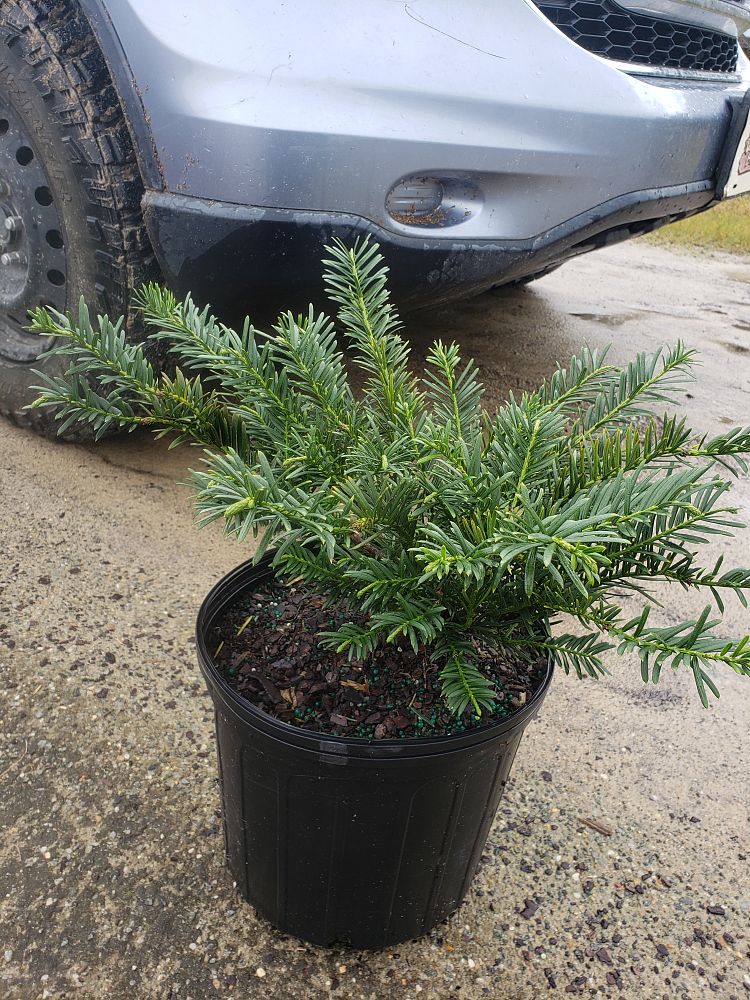 cephalotaxus-harringtonia-duke-gardens-japanese-plum-yew