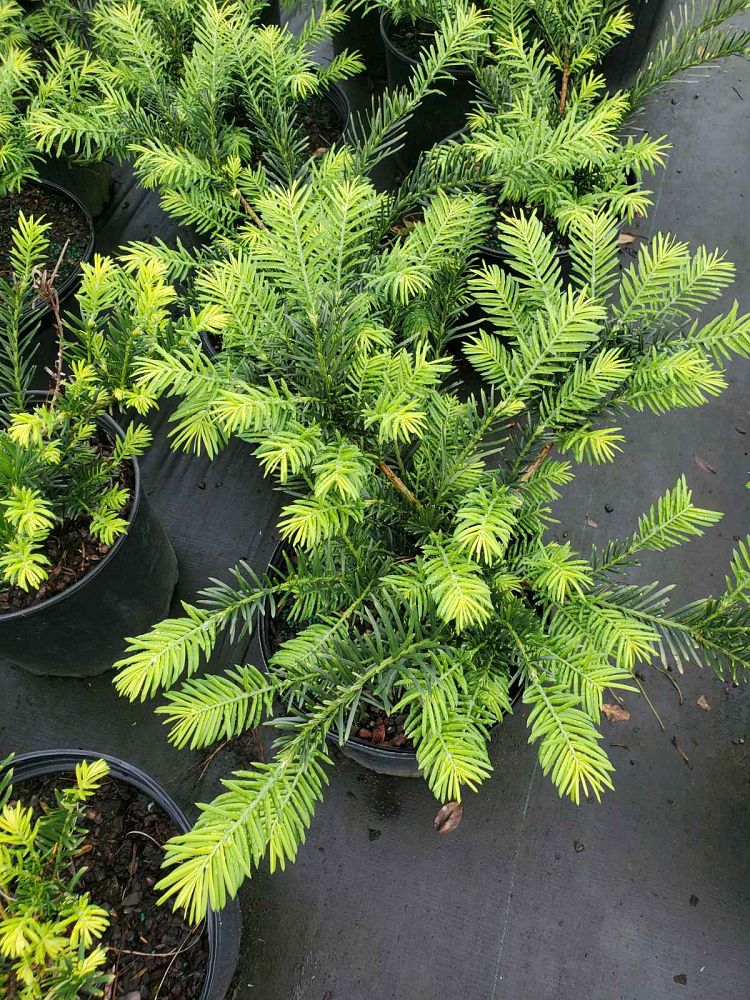 cephalotaxus-harringtonia-duke-gardens-japanese-plum-yew