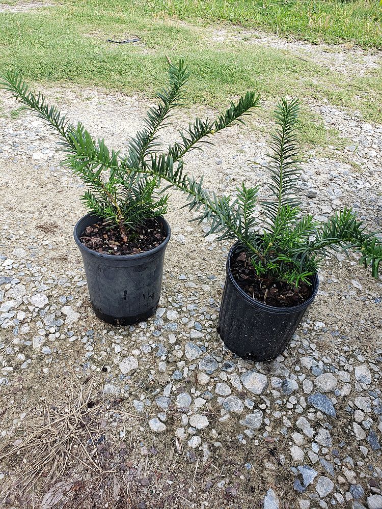 cephalotaxus-harringtonia-duke-gardens-japanese-plum-yew