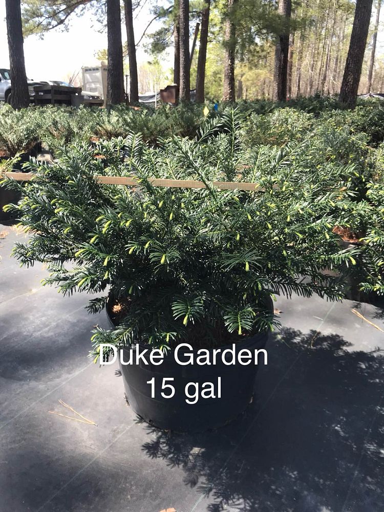 cephalotaxus-harringtonia-duke-gardens-japanese-plum-yew
