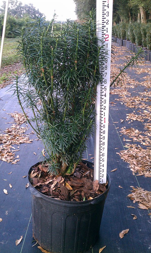 cephalotaxus-harringtonia-fastigiata-japanese-plum-yew-upright